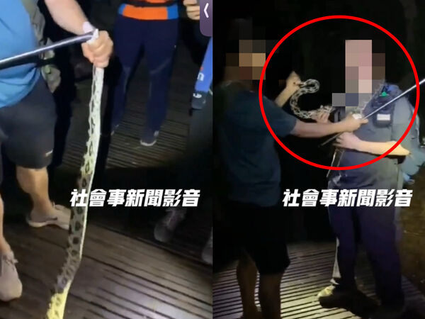 ▲▼夜爬柴山驚見「黑眉錦蛇」！保育蛇當玩具撐嘴拍照　山友下場慘了。（圖／翻攝社會事新聞影音）