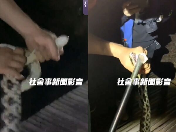 ▲▼夜爬柴山驚見「黑眉錦蛇」！保育蛇當玩具撐嘴拍照　山友下場慘了。（圖／翻攝社會事新聞影音）