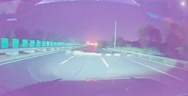 ▲▼大陸高速公路駕車撞到野豬群。（圖／翻攝極目新聞）