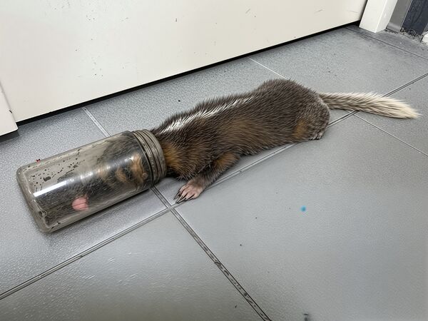 ▲新北鼬獾頭卡玻璃罐險窒息。（圖／新北市動保處提供）
