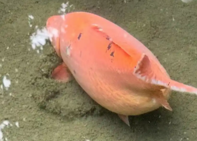 連假吃太多！趵突泉錦鯉被餵成「豬鯉」還翻肚　遊客笑：要飲控