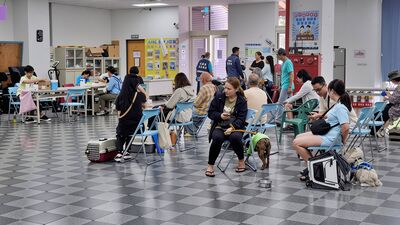 新北偏鄉犬貓「絕育3合1」啟動 守護毛寶貝健康零距離