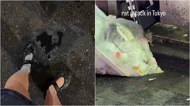 ▲▼赴日注意！東京街頭「鼠輩橫行」咬傷人　這些地方被點名（圖／翻攝IG@yogitutty）