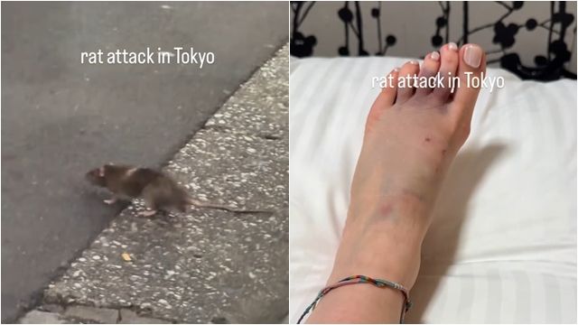 ▲▼赴日注意！東京街頭「鼠輩橫行」咬傷人　這些地方被點名（圖／翻攝IG@yogitutty）