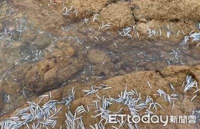 國慶日豐收！大批丁香魚游進擱淺澎湖未完工新滬　村民驚喜狂撈