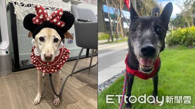 新北動保處強化認養醫療支援　高齡犬貓也能安心有依靠