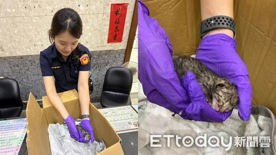 國慶夜最暖任務！幼貓卡變電箱狹縫失溫　瑞芳警雨中救援