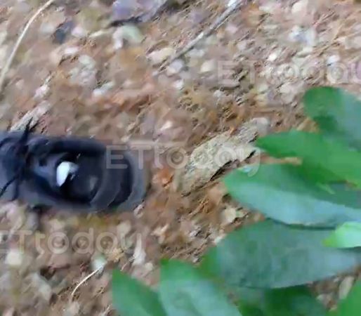 ▲▼黃姓山友登東卯山東峰失聯47天，今(11)日跑山獸在步道下方發現疑似失蹤者的鞋帽，在深80米深谷發現已身亡。（圖／記者李陳信得攝）