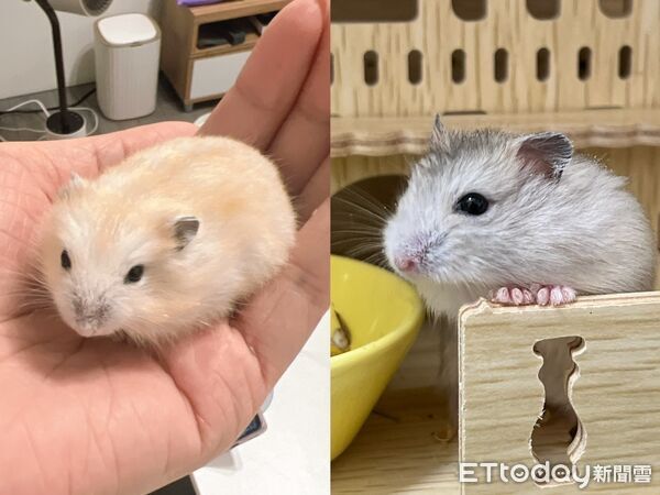 ▲。（圖／Threads@rai_nbow616提供，請勿隨意翻拍，以免侵權。）