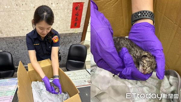 ▲瑞芳警雨中救援失溫幼貓 溫情行動感動人心。（圖／記者郭世賢翻攝）