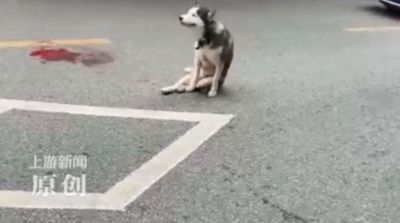 陸哈士奇咬死雞　遭飼主持刀砍死