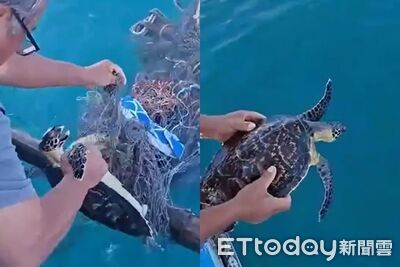綠蠵龜+玳瑁相疊受困廢棄漁網！澎湖漁民助脫困重獲自由
