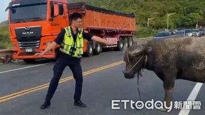 水牛逛大街!貢寮台2線驚見「迷途牛」散步 警民化解塞車危機