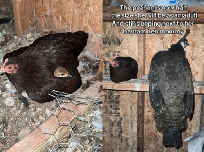 孔雀被「母雞乾媽」孵化養大　體型變三倍依然每天黏緊緊