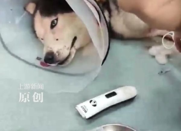 ▲▼陸哈士奇咬死雞　遭飼主持刀砍死。（圖／翻攝上游新聞）