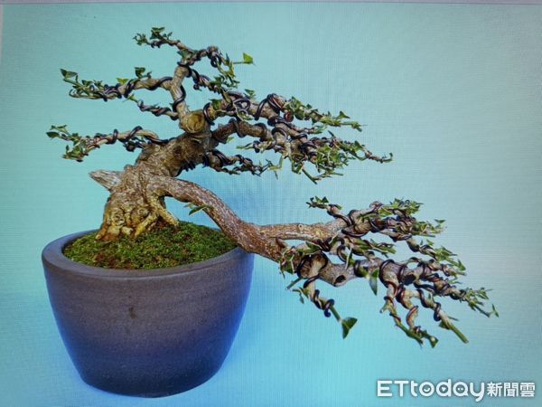 ▲60歲蔡男順手牽羊偷走高價海刺柑盆栽。（圖／記者張君豪翻攝）