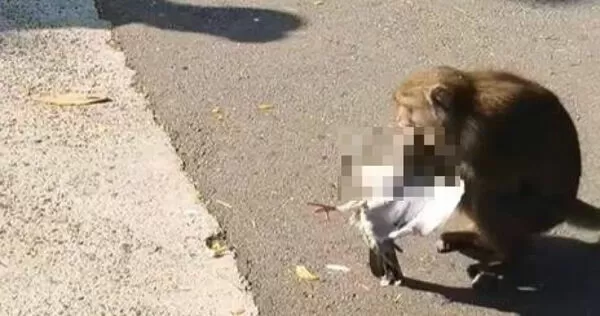 一隻台灣獼猴抓住一隻鴿子，鴿子掙扎了短暫時間後幾乎失去生命力。（翻攝自臉書社團「高雄柴山樂遊交流」）