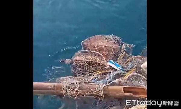 ▲▼花嶼顏姓漁民救海龜。（圖／顏興德提供）