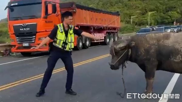 ▲貢寮台2線驚見「迷途牛」散步 警民化解塞車危機。（圖／記者郭世賢翻攝）