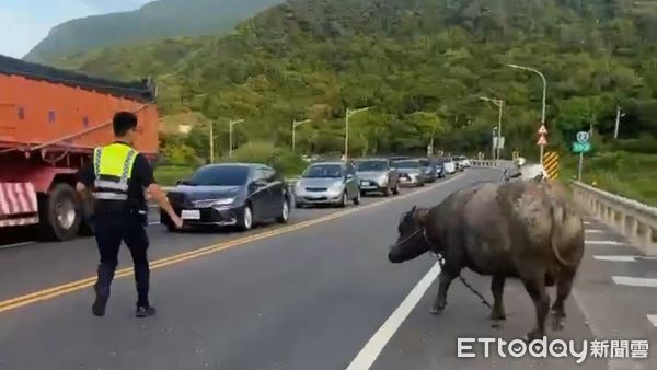 ▲貢寮台2線驚見「迷途牛」散步 警民化解塞車危機。（圖／記者郭世賢翻攝）