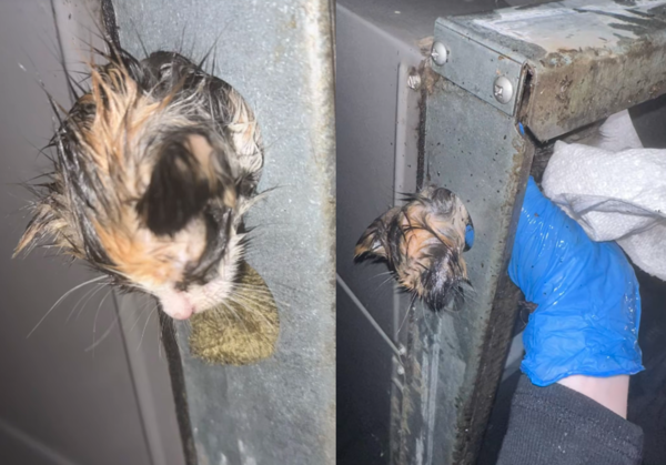 ▲小貓卡冷氣得救。（圖／翻攝自Tiktok@baddboii69）