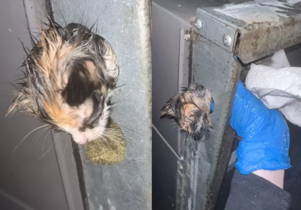 ▲小貓卡冷氣得救。（圖／翻攝自Tiktok@baddboii69）