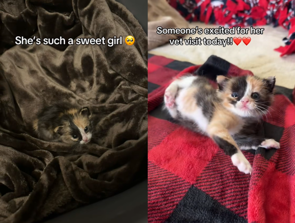 ▲小貓卡冷氣得救。（圖／翻攝自Tiktok@baddboii69）