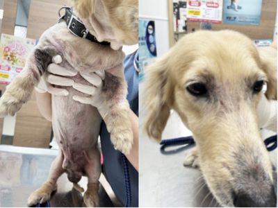 11歲臘腸阿公「苦戰皮膚炎多年」 外泌體助牠與主人重返親密時光