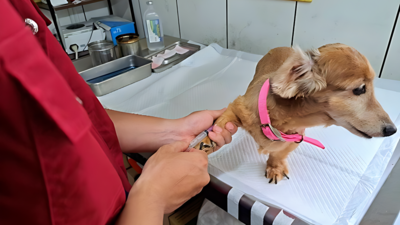 新北杜絕人畜共通寄生蟲 動保處籲飼主定期犬貓驅蟲