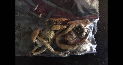 薩滿拿「迷幻蘑菇」治療創傷　患者曝心聲：想再來一次