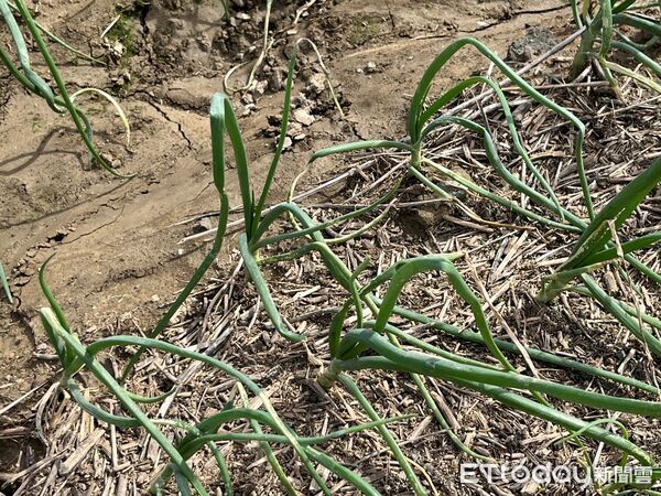 ▲洋蔥育苗，高雄區農改場籲病害防治。（圖／高雄區農改場提供）