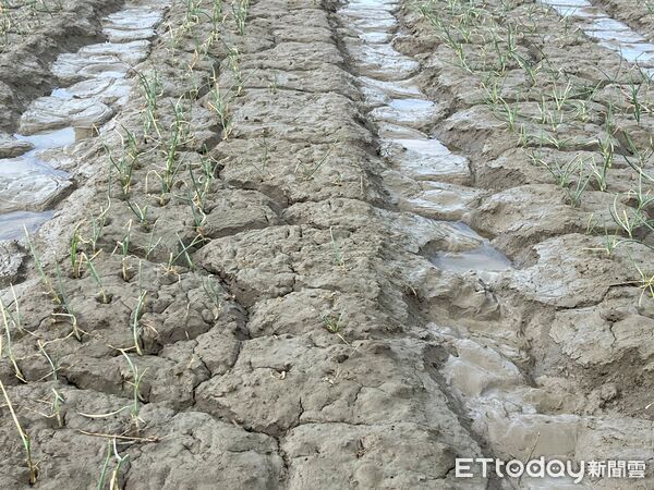 ▲洋蔥育苗，高雄區農改場籲病害防治。（圖／高雄區農改場提供）