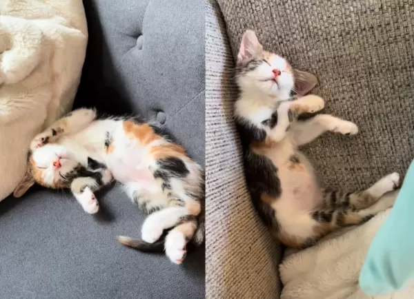 中途貓妹回收容所，原住貓焦急尋找。（圖／翻攝自Tiktok@gilbrideolivia）