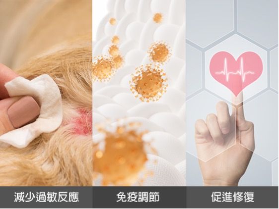 ▲。（圖／慈愛動物醫院提供）