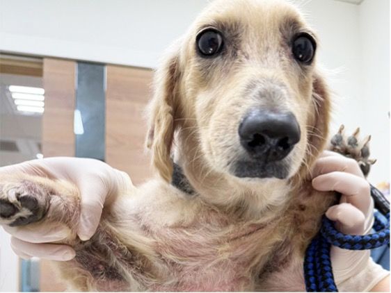 ▲。（圖／慈愛動物醫院提供）