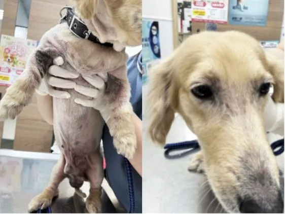 ▲。（圖／慈愛動物醫院提供）