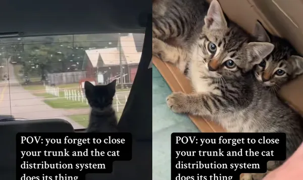 後照鏡意外和「陌生小貓對望」　女打開後車箱嚇：全家偷渡上車。（圖／翻攝自TikTok／lindsey.windsey）
