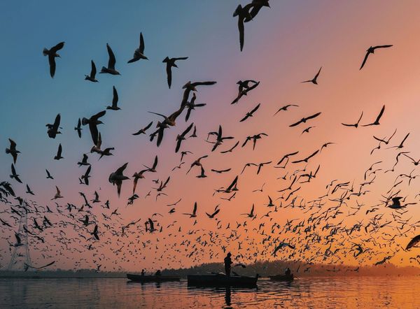 學者警告，若鳥類遷徙模式持續被打亂，恐引發人類社會連鎖危機。（示意圖，Pexels）