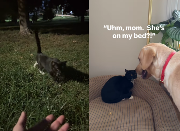 狗狗撿到紙袋貓。（圖／翻攝自Instagram@popcornthelab）