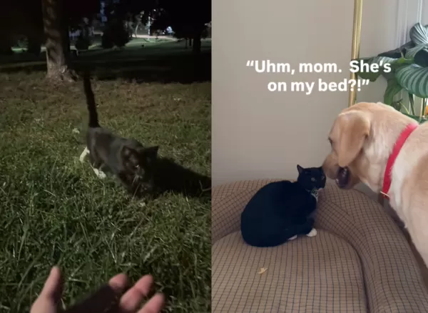 狗狗撿到紙袋貓。（圖／翻攝自Instagram@popcornthelab）