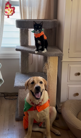 狗狗撿到紙袋貓。（圖／翻攝自Instagram@popcornthelab）