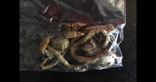 南非巫醫拿迷幻蘑菇治療患者。（示意圖／翻攝自維基百科）