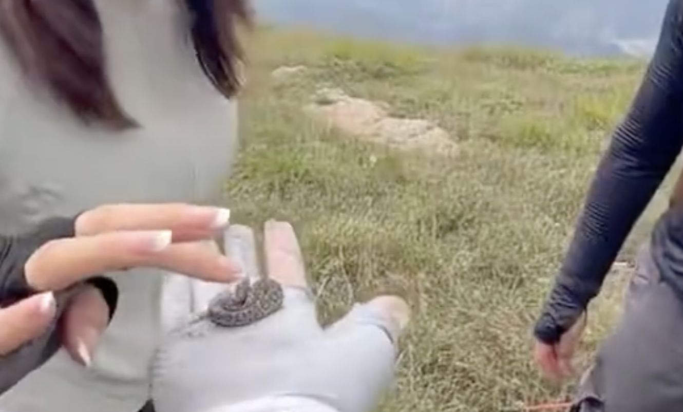 ▲陸登山客撿到蛇寶寶輪流撫摸，不知其為劇毒短尾蝮蛇。（圖／翻攝微博）