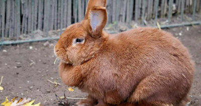 野兔闖農場啃藍莓!日本農民不驅趕反而「感謝牠們」