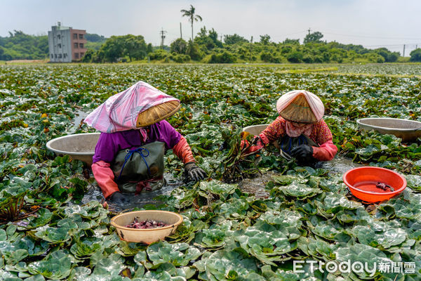 ▲西拉雅國家風景區管理處推出搭乘台灣好行「菱波官田線」捕捉蝙蝠俠活動，限時6天送在地菱角。（記者林東良翻攝，下同）