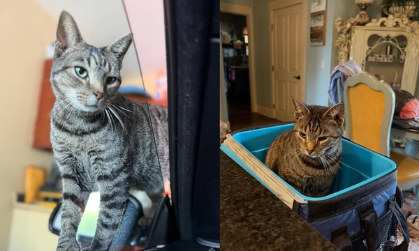 夫妻公路旅行狂開160公里　驚見虎斑貓「一路緊抓車頂」偷渡同行。（圖／翻攝自Instagram／margaret_denardo）