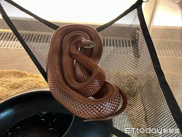 ▲。（圖／Threads@fwjp_aoaomi提供，請勿隨意翻拍，以免侵權。）