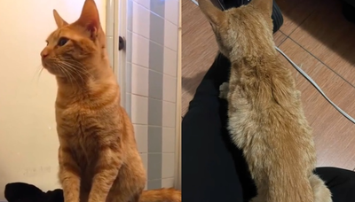 失蹤4年橘貓回家　女見「驚人變化」再迎心碎結局：到底經歷了啥