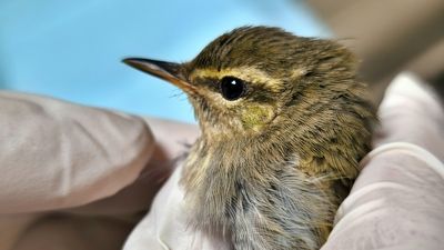 雪國嬌客「極北柳鶯」迷航林口　動保員暖心救援助康復野放