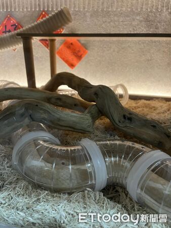 ▲。（圖／Threads@fwjp_aoaomi提供，請勿隨意翻拍，以免侵權。）